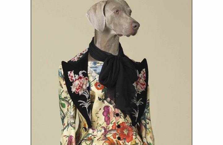 William Wegman Favorite Models Deluxe Calendar 2026