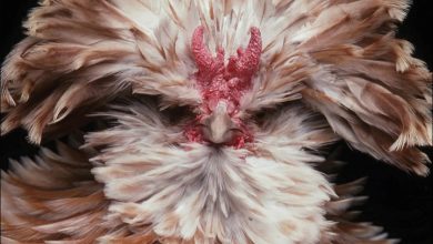 Extraordinary Chickens Calendar 2027