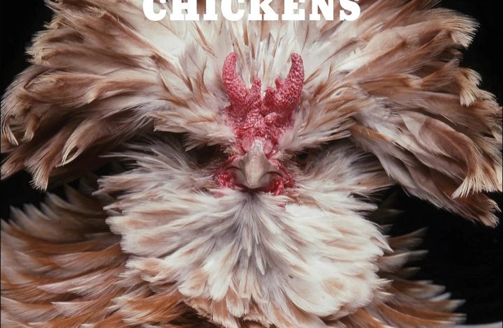Extraordinary Chickens Calendar 2027