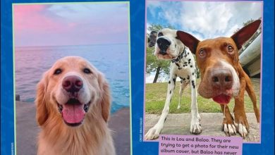 We Rate Dogs Calendar 2027