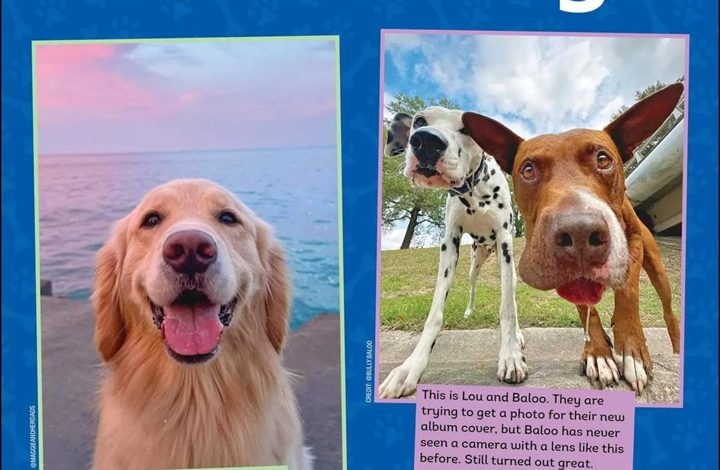 We Rate Dogs Calendar 2027