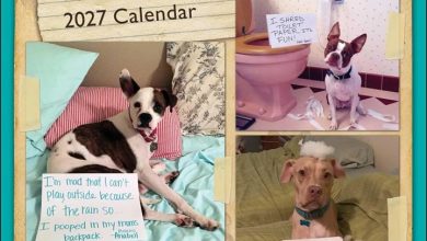 Dog Shaming Calendar 2027