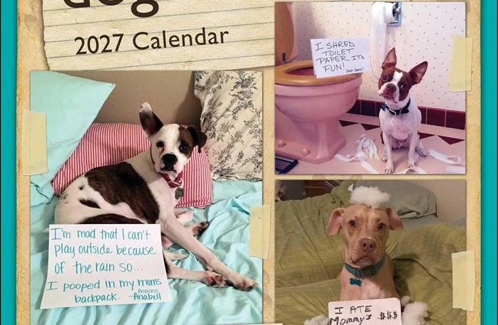 Dog Shaming Calendar 2027