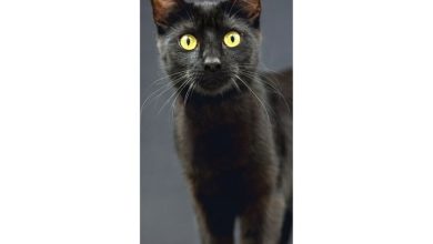 Cats Slim Calendar 2027
