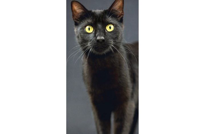 Cats Slim Calendar 2027