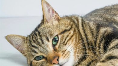 Cats Calendar 2027
