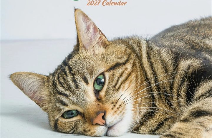 Cats Calendar 2027