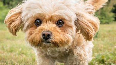 Cavachon Calendar 2027