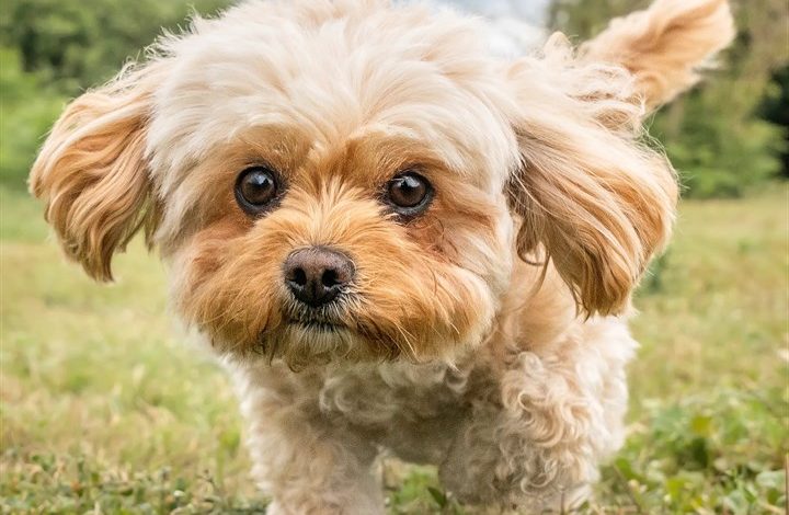 Cavachon Calendar 2027