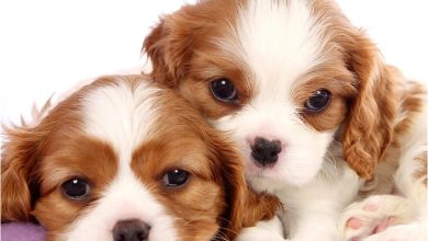 Cavalier King Charles Spaniel Puppies Mini Calendar 2027