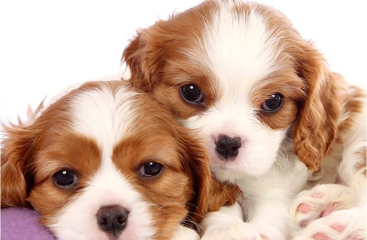 Cavalier King Charles Spaniel Puppies Mini Calendar 2027