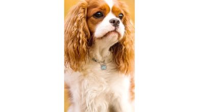 Cavalier King Charles Spaniel Slim Calendar 2027