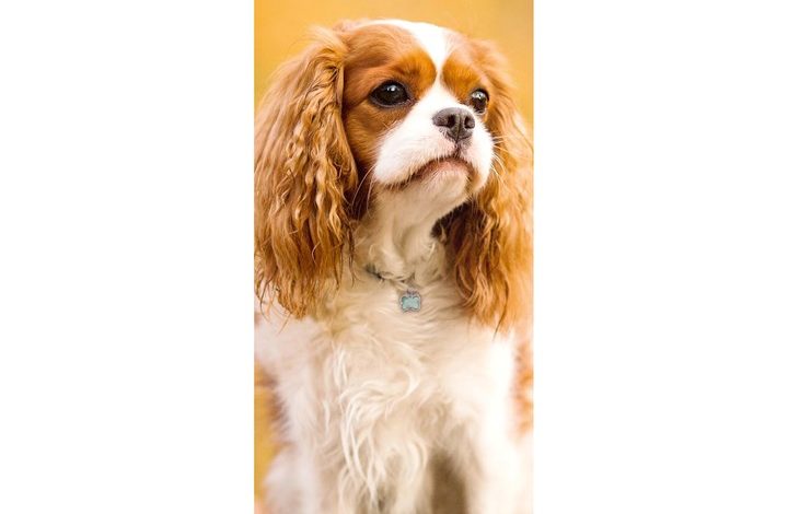 Cavalier King Charles Spaniel Slim Calendar 2027