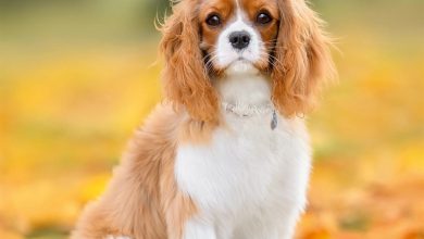 Cavalier King Charles Spaniel Calendar 2027