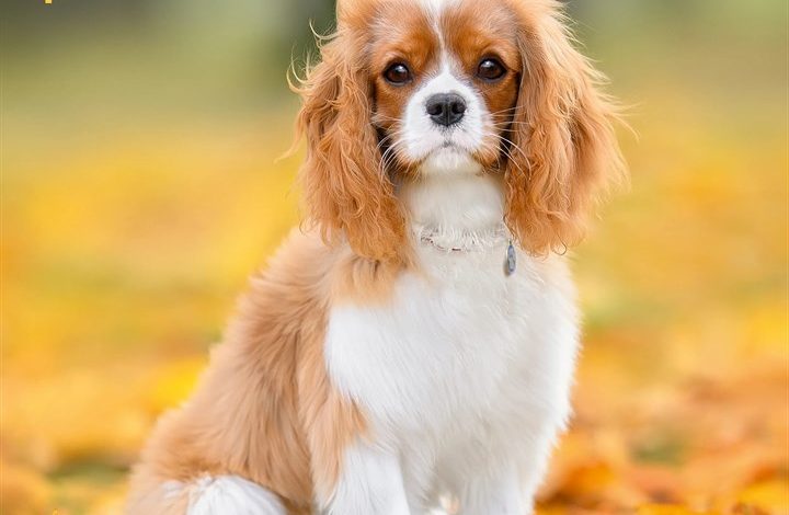Cavalier King Charles Spaniel Calendar 2027
