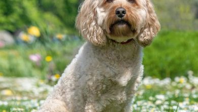 Cavapoo Calendar 2027