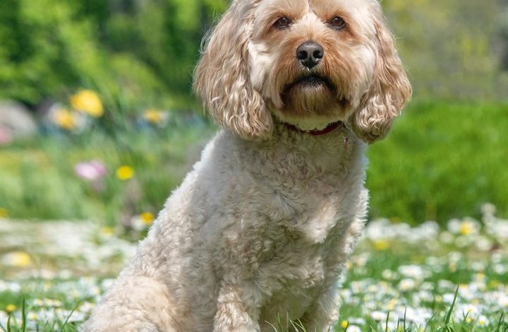 Cavapoo Calendar 2027