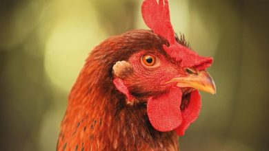Chickens Calendar 2027