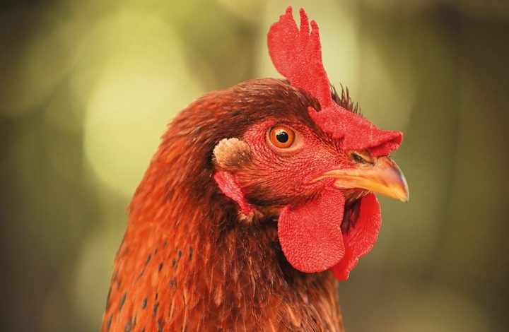 Chickens Calendar 2027