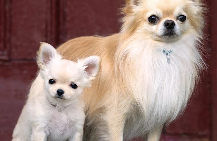 Chihuahua Calendar 2027
