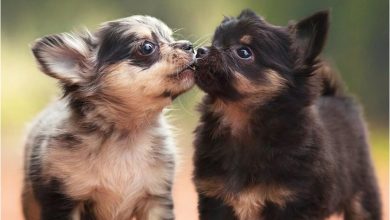 Chihuahua Puppies Mini Calendar 2027