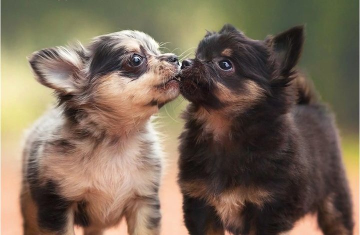 Chihuahua Puppies Mini Calendar 2027