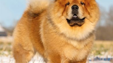 Chow Chow Calendar 2027