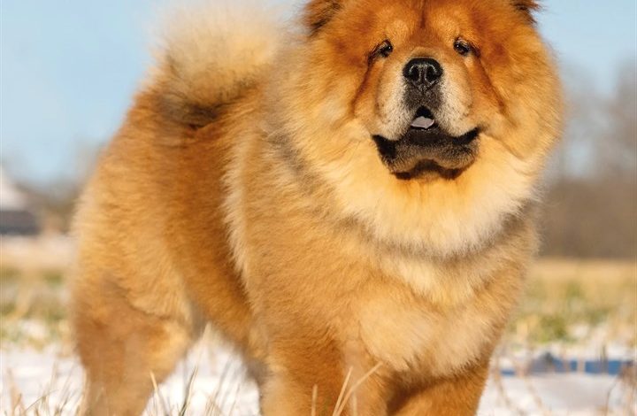Chow Chow Calendar 2027