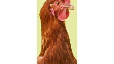 Chickens Slim Calendar 2027