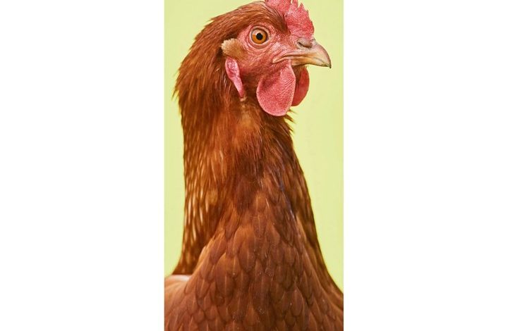 Chickens Slim Calendar 2027