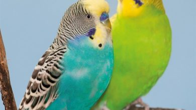 Budgerigars Calendar 2027
