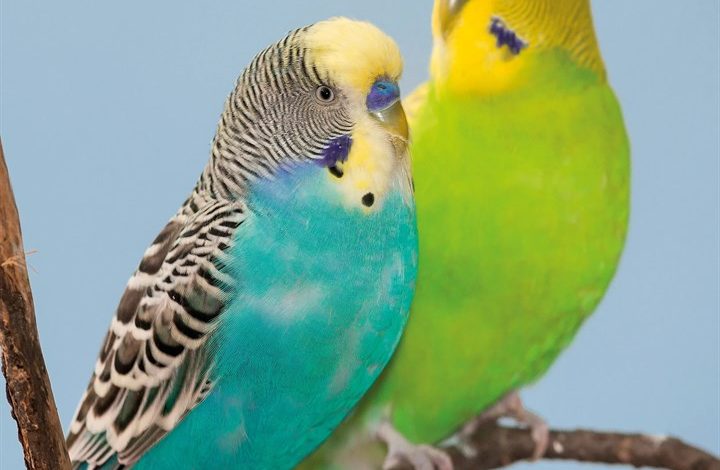 Budgerigars Calendar 2027