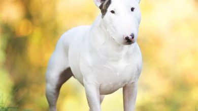 Bull Terrier Calendar 2027