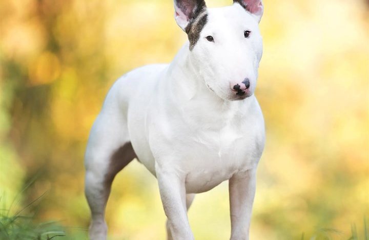 Bull Terrier Calendar 2027