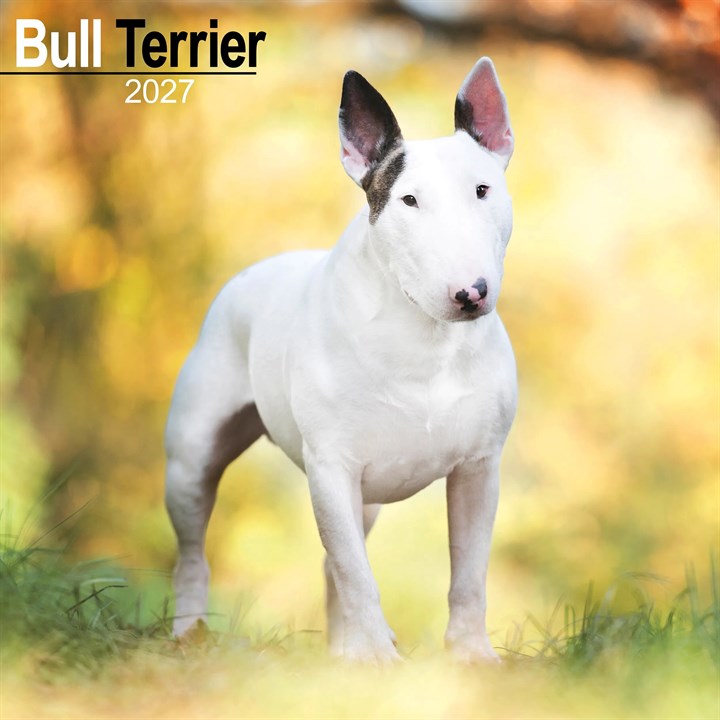 Bull Terrier Calendar 2027