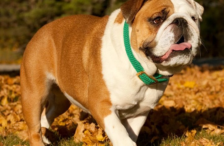 Bulldog Calendar 2027