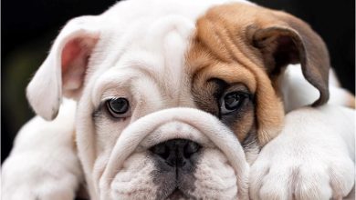 Bulldog Puppies Mini Calendar 2027
