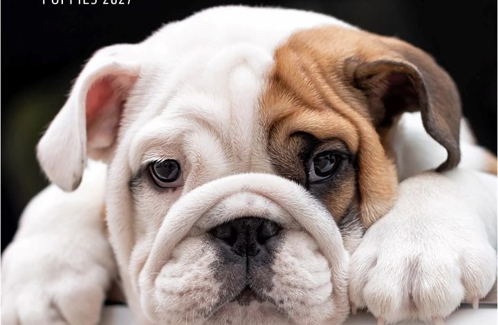 Bulldog Puppies Mini Calendar 2027