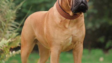 Bullmastiff Calendar 2027