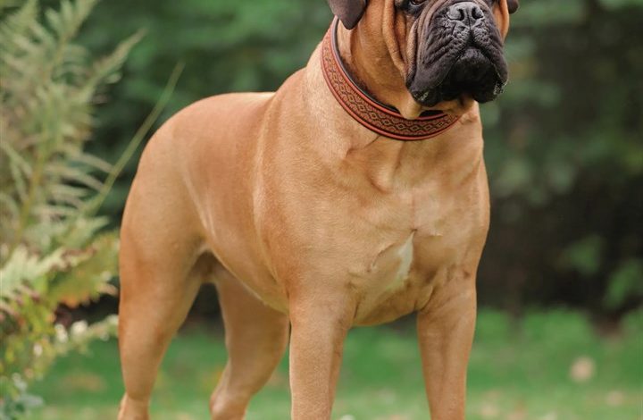 Bullmastiff Calendar 2027