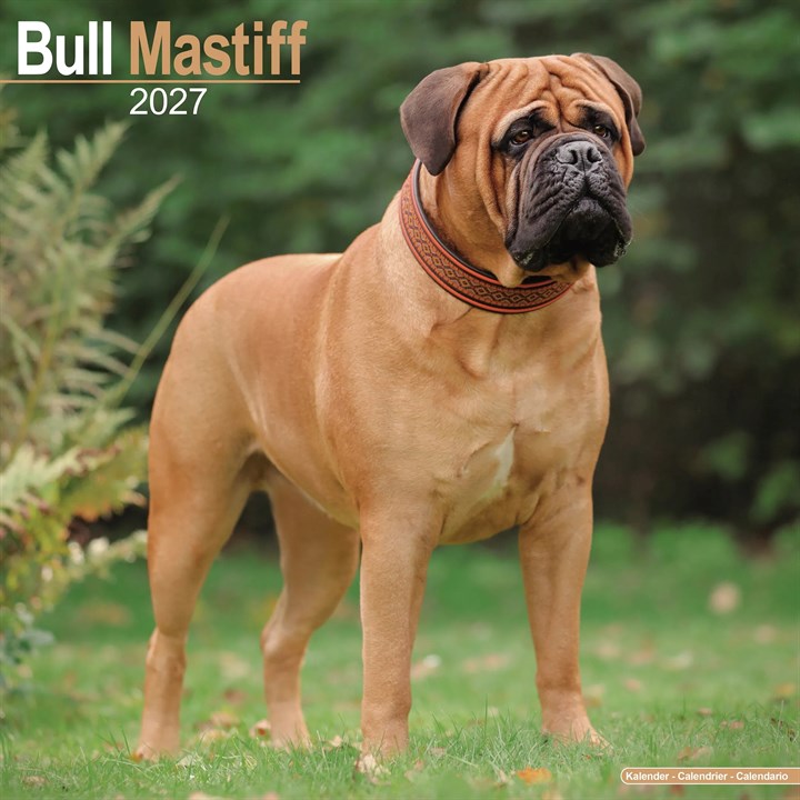 Bullmastiff Calendar 2027