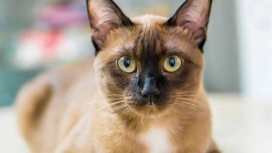 Burmese Cats Calendar 2027