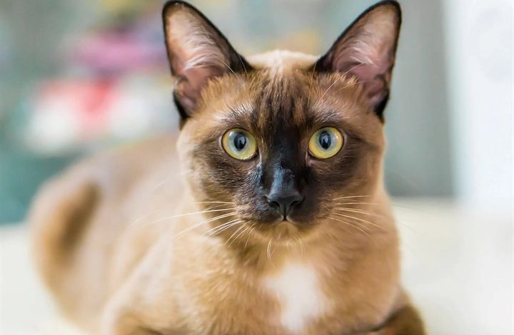 Burmese Cats Calendar 2027