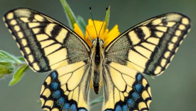 Butterflies Calendar 2027
