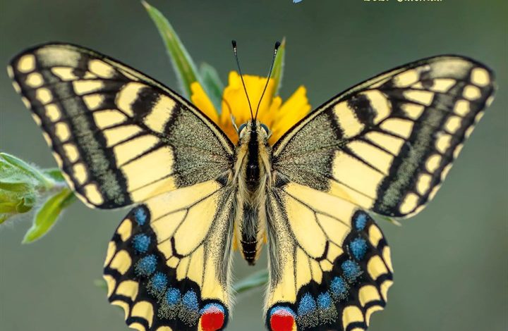 Butterflies Calendar 2027