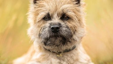 Cairn Terrier Calendar 2027