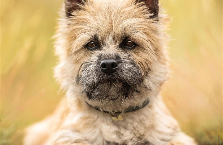 Cairn Terrier Calendar 2027