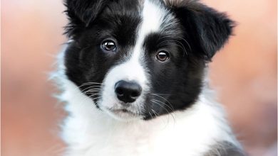 Border Collie Puppies Mini Calendar 2027