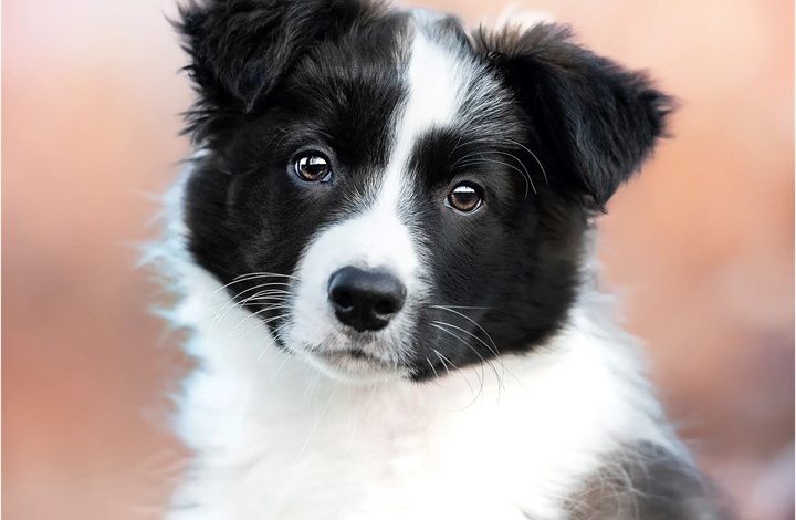 Border Collie Puppies Mini Calendar 2027