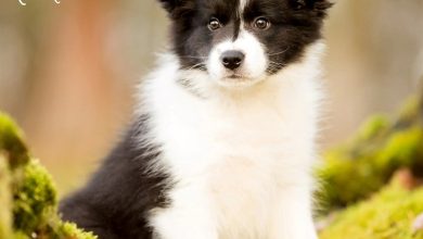 Border Collie Puppies Calendar 2027